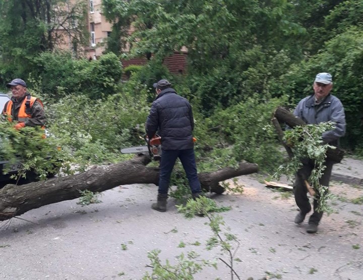 Попадали деревья. Во Львове рухнуло дерево. Во Львове из-за сильного ветра.