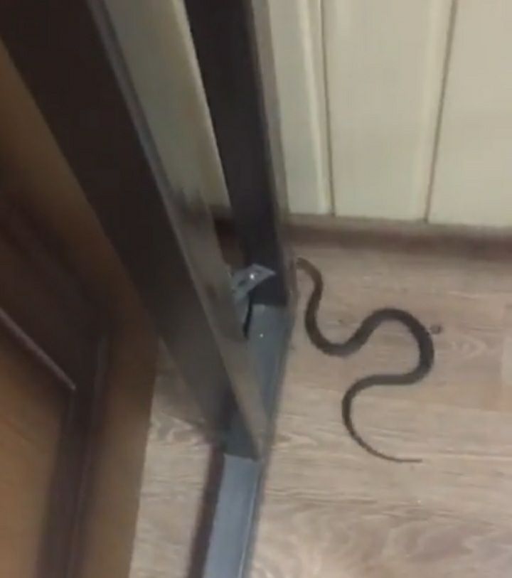 Ящерица выглядывает из-за угла. Варан в квартире. Ящерка сверху. Гадюка, уж, веретеница, медянка. Ящерица заползла в дом.