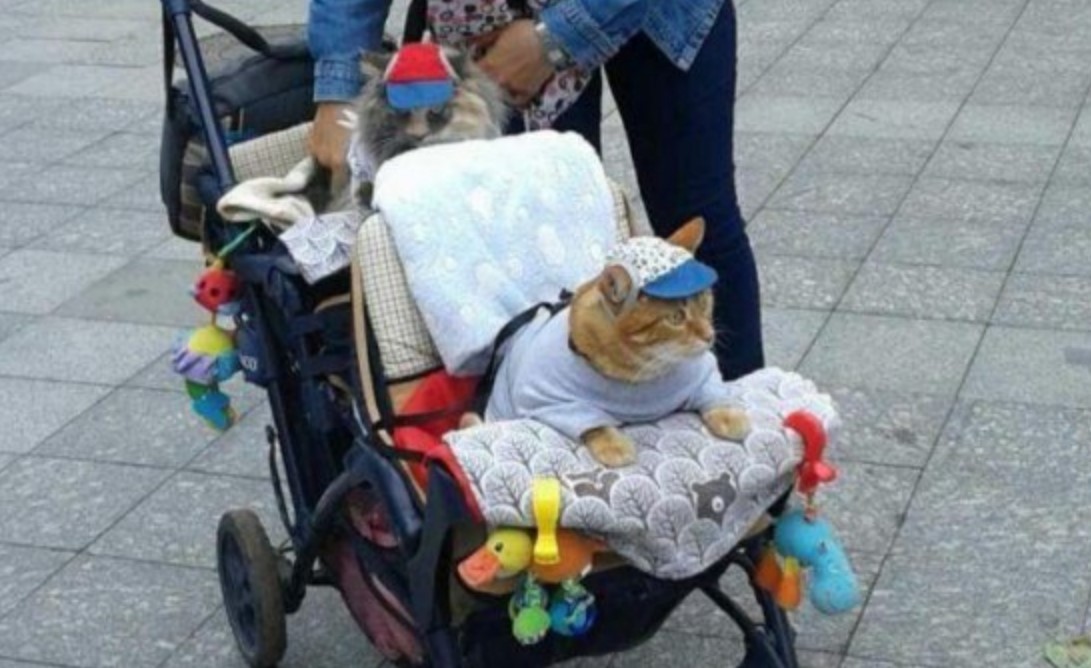 Коляска Прикол