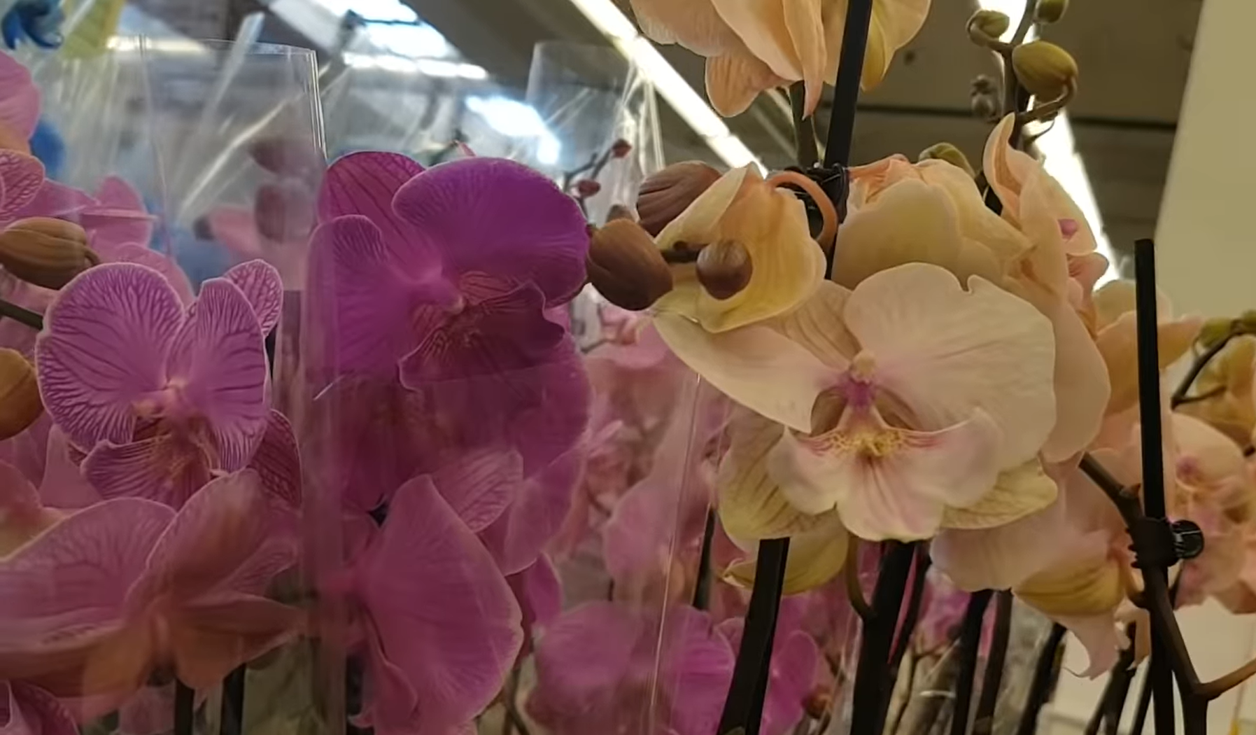 Болезни орхидей и эффективные способы их лечения