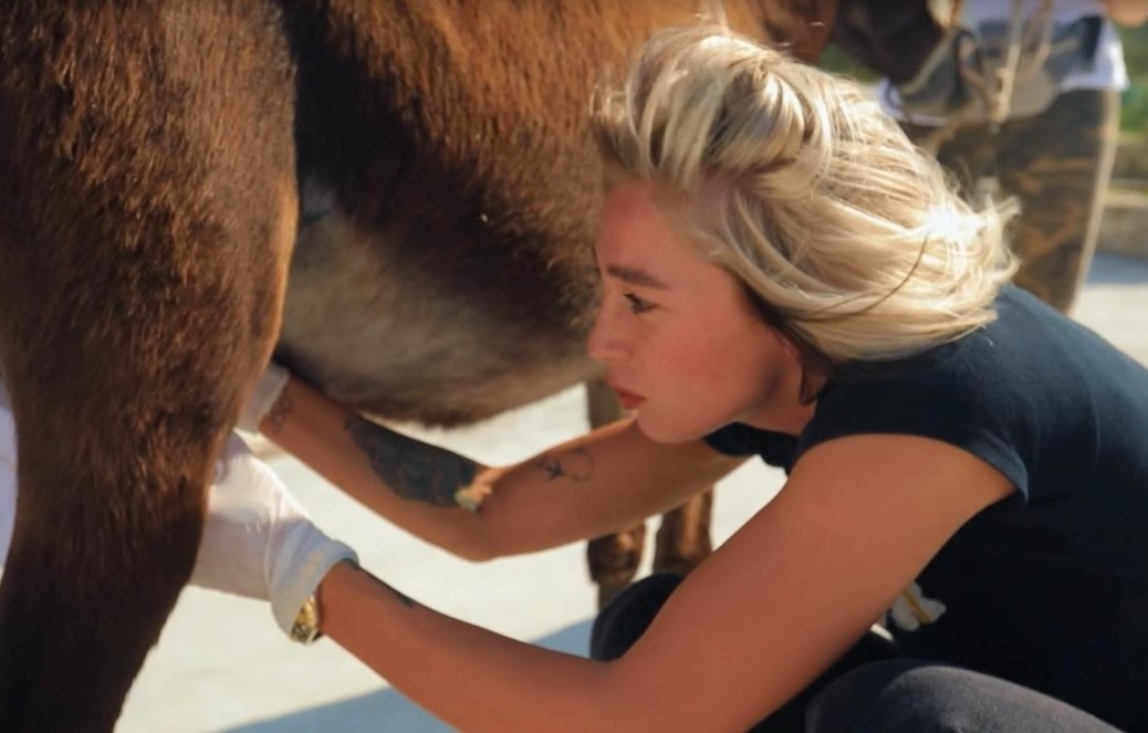 Известная ведущая "Орла и решки" Ивлеева подоила осла