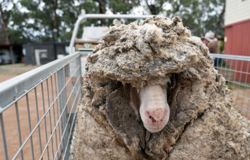 Все об овцах: описание животного, где живут овцы, как выглядят