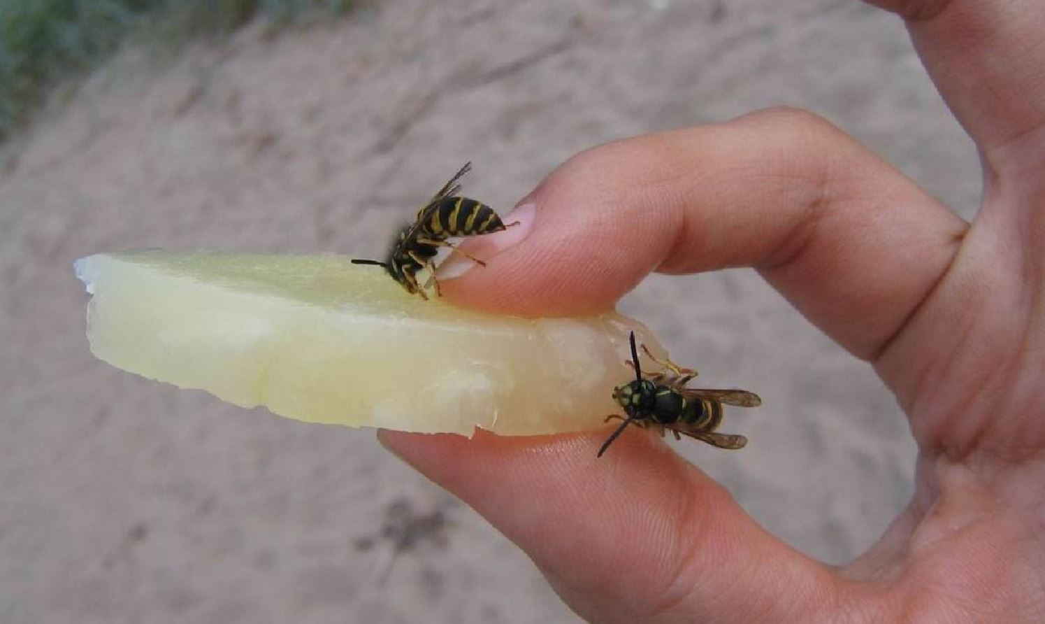 Снять укус пчелы. Шмель пчела Оса Шершень укусы.
