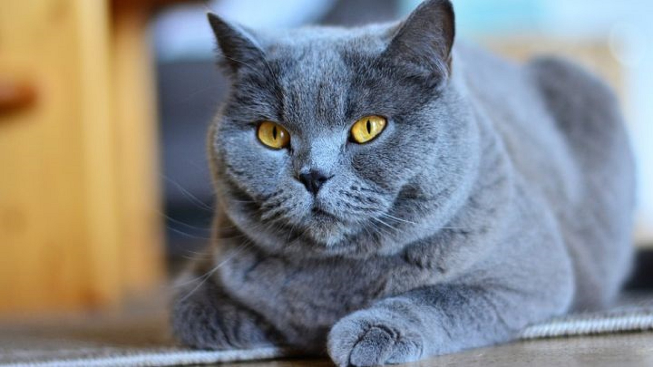 Картинки серых кошек. Картезианский шартрез. Кот породы шартрез. Британская кошка шартрез. Картезианская кошка голубая.