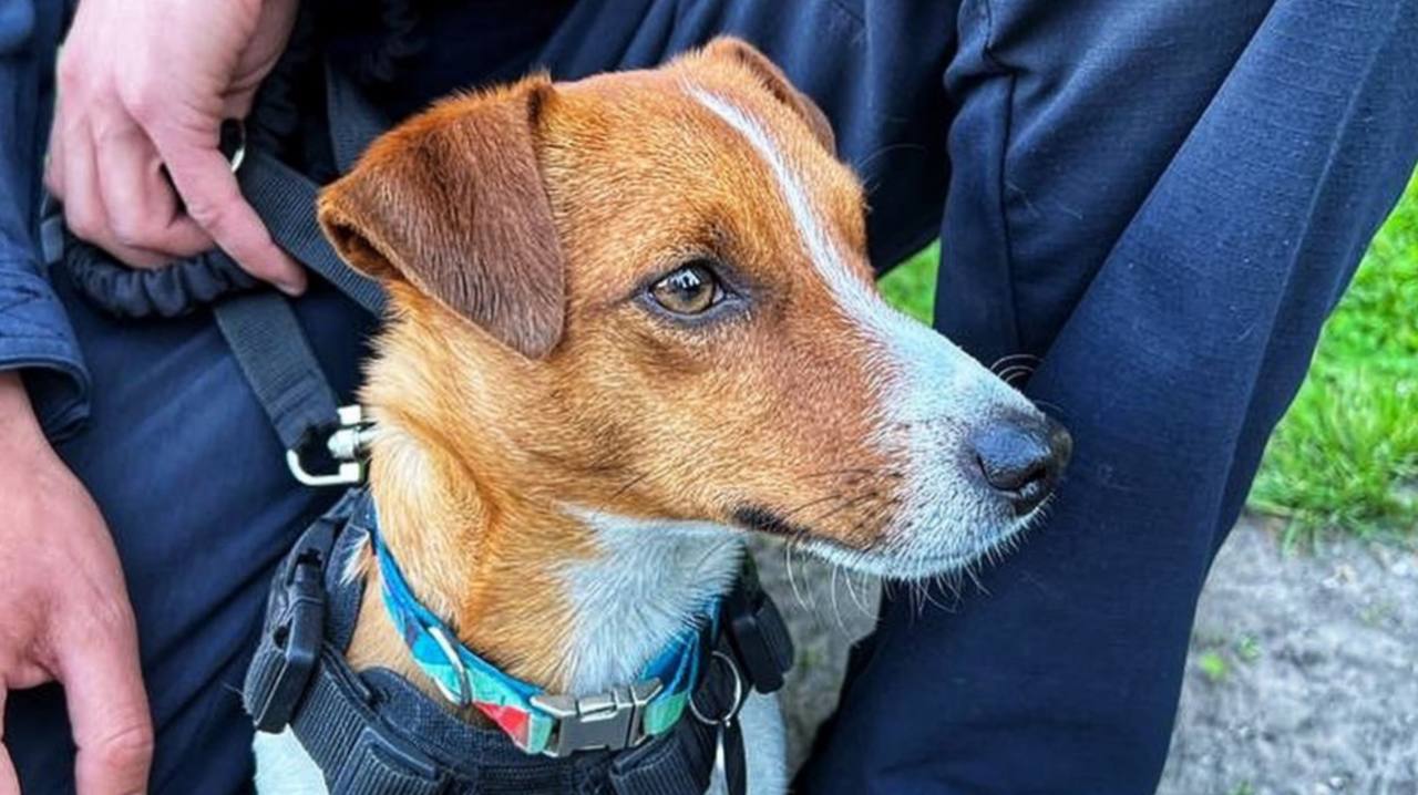 Минная безопасность от пса Патрона: чем опасны кассетные боеприпасы, и ...