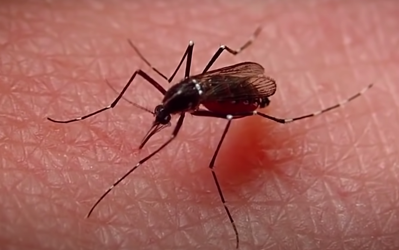 Как сделать своими руками ловушку для комаров | Komarolov | Дзен